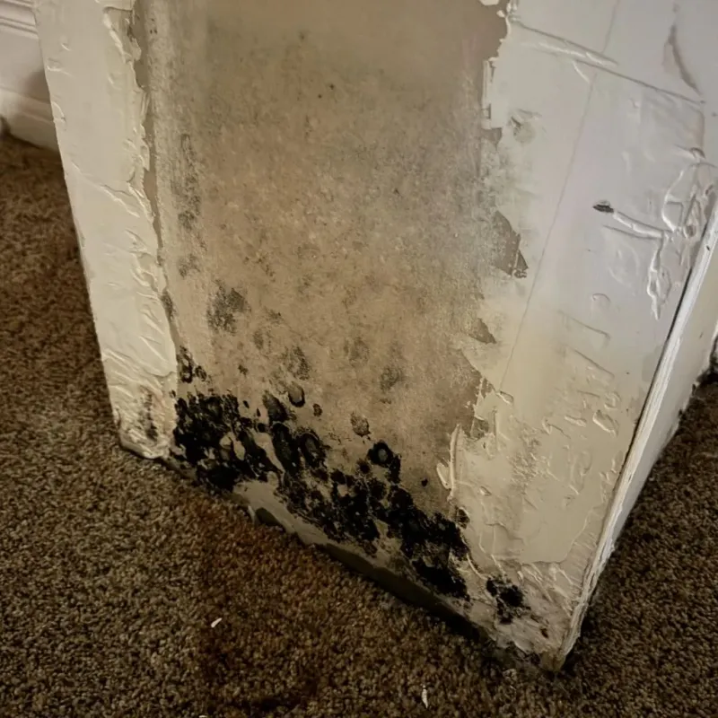 Professional Mold Removal in Granite, UT